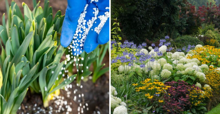 fertilize perennials