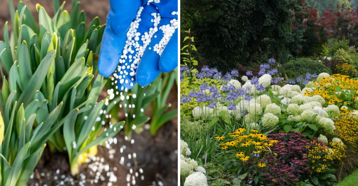 fertilize perennials