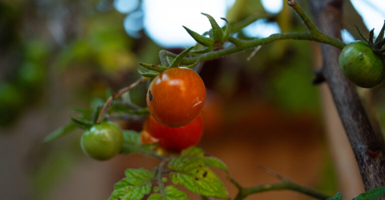 The Best Time To Start Tomatoes In Oregon By Zone