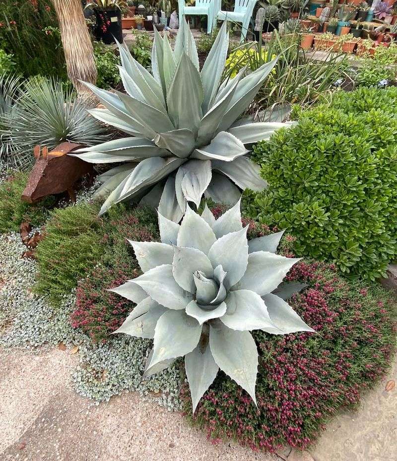 Whale's Tongue Agave (Agave Ovatifolia)