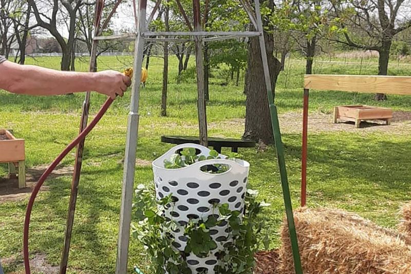 Consistent Watering And Feeding Supports Strong Plants