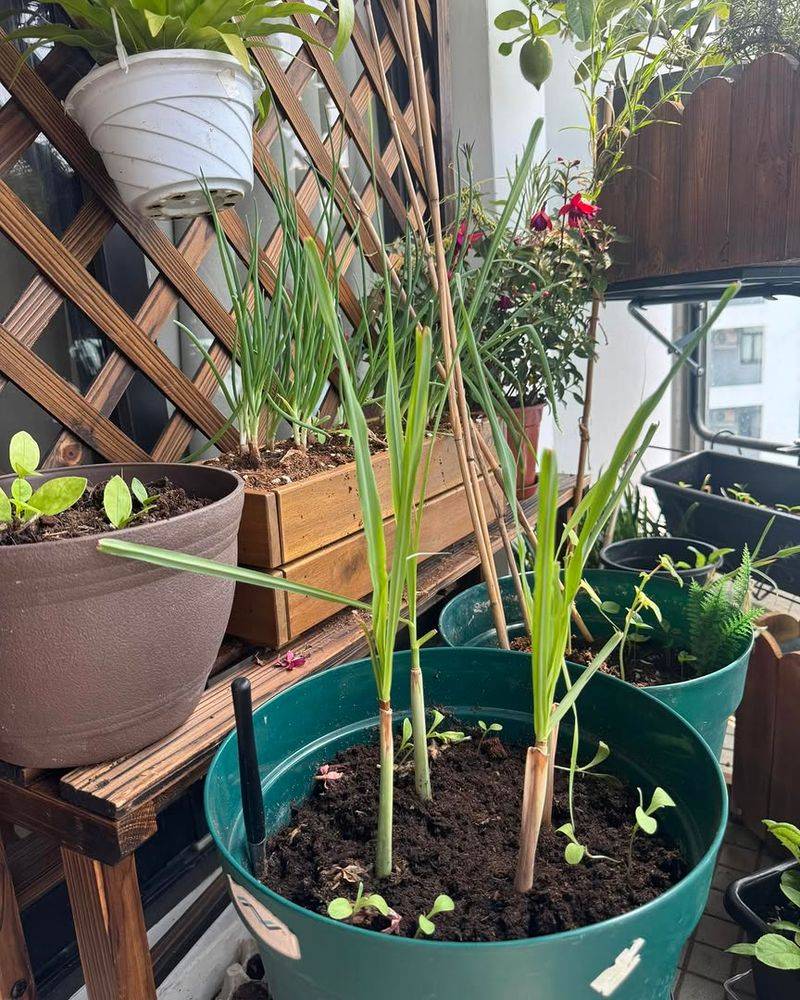 Plant In Full Sun For Strong Growth