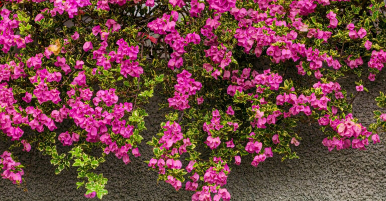 The Best Way To Make A California Garden Feel Private Without Tall Hedges