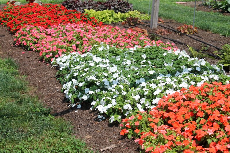 How Pennsylvania Gardeners Can Keep Them Looking Great