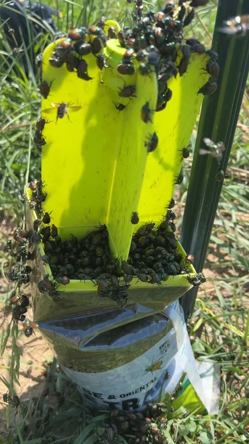 Pheromone Traps Often Make The Problem Worse