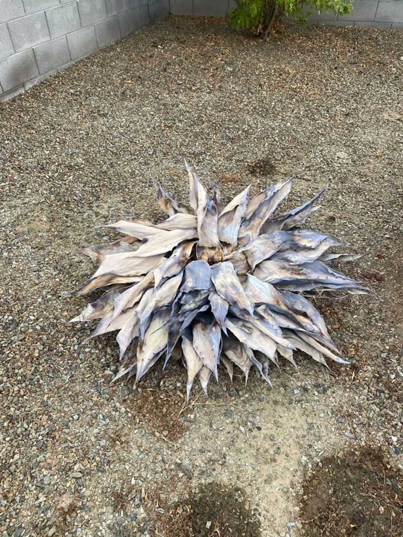 Planting Directly Into Full Sun During Extreme Heat