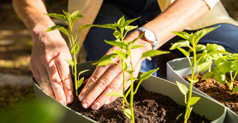 planting (featured image)