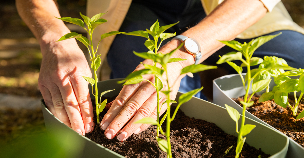 planting (featured image)