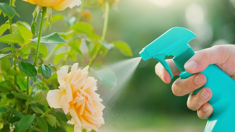 How To Stop Them Before Roses Suffer