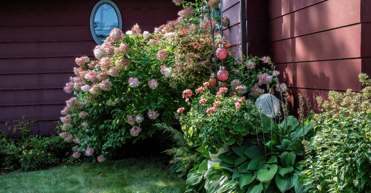 hydrangea bush full of pink blossoms and hostas in a garden next to a house