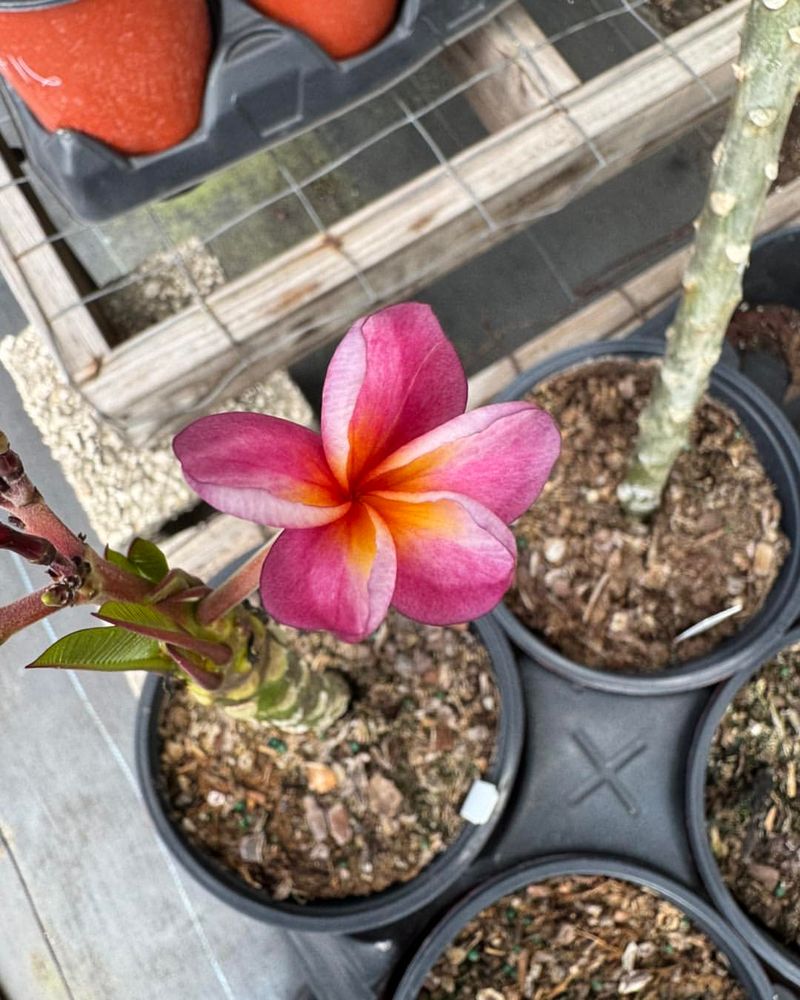 Overwatering In Heat That Leads To Root Rot