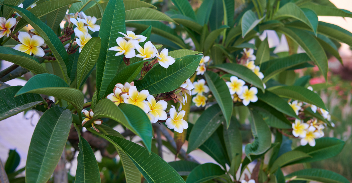 plumeria (featured image)