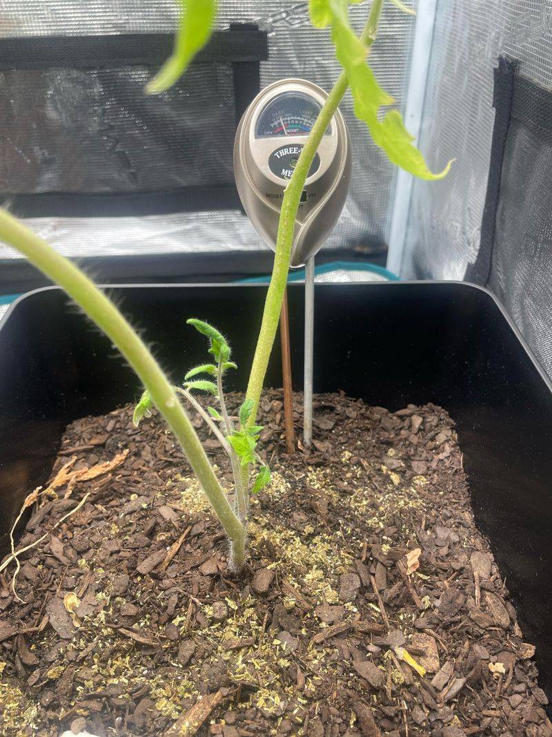 Letting Soil Dry Out Between Watering Cycles