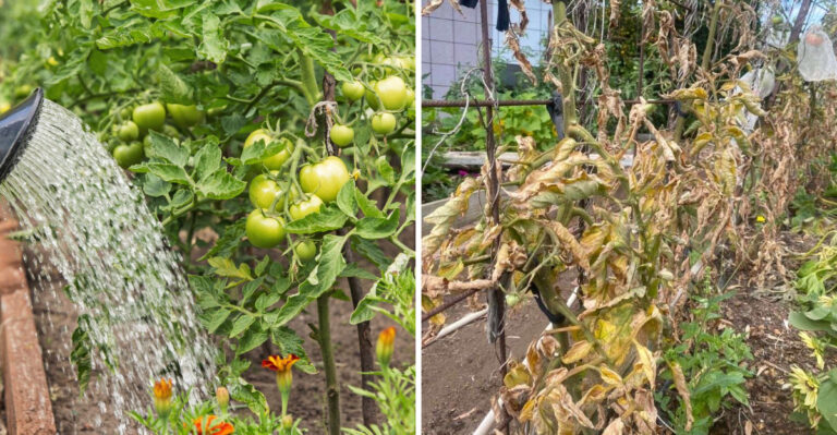 The Biggest Tomato Mistakes Georgia Gardeners Make In Summer Heat