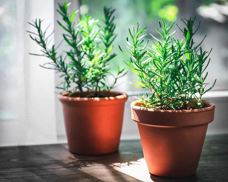 Place Rosemary In Full Sun For Strong Growth