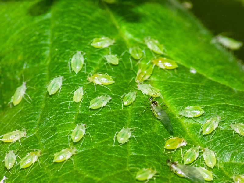 Aphids Show Up Fast On Tender Spring Growth