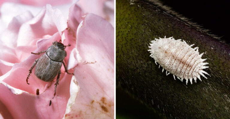 The Bugs California Gardeners Start Seeing In May And What They Mean