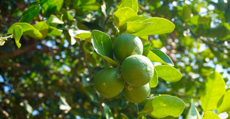 The California Citrus Watering Rules Gardeners Should Follow In May