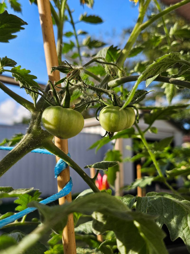 Plant Warm-Season Crops