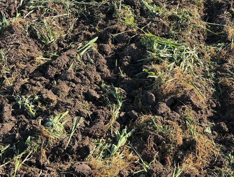 Check Soil Moisture Before Plants Start Wilting