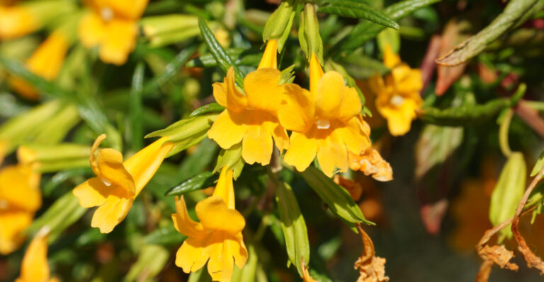 The California Native Plants That Look Better Once Spring Growth Kicks In