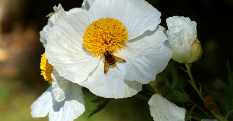 matilija poppy