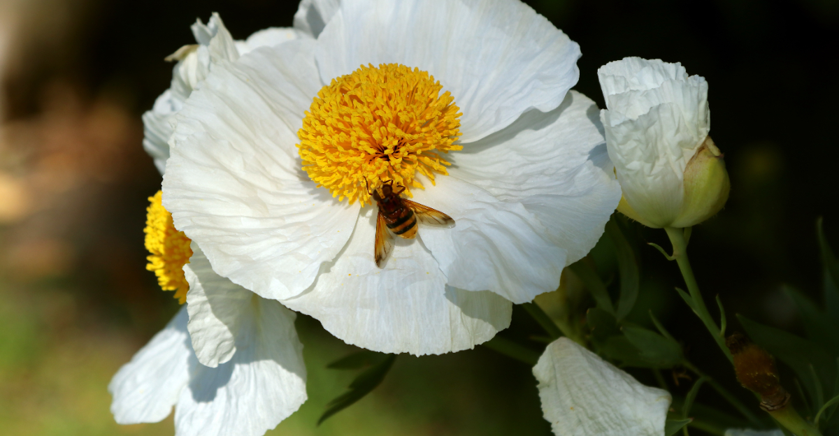 matilija poppy