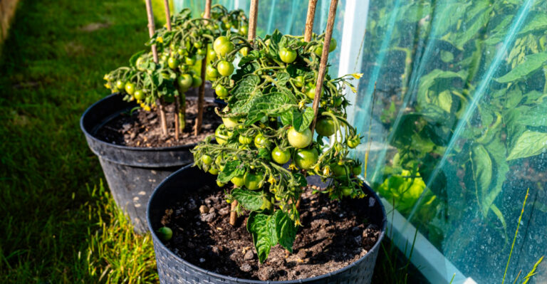 The California Secrets To Growing Great Tomatoes In Containers