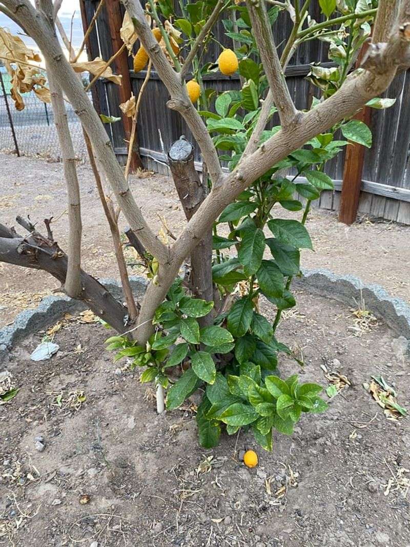 Citrus Drops Fruit Early As Heat And Water Stress Build