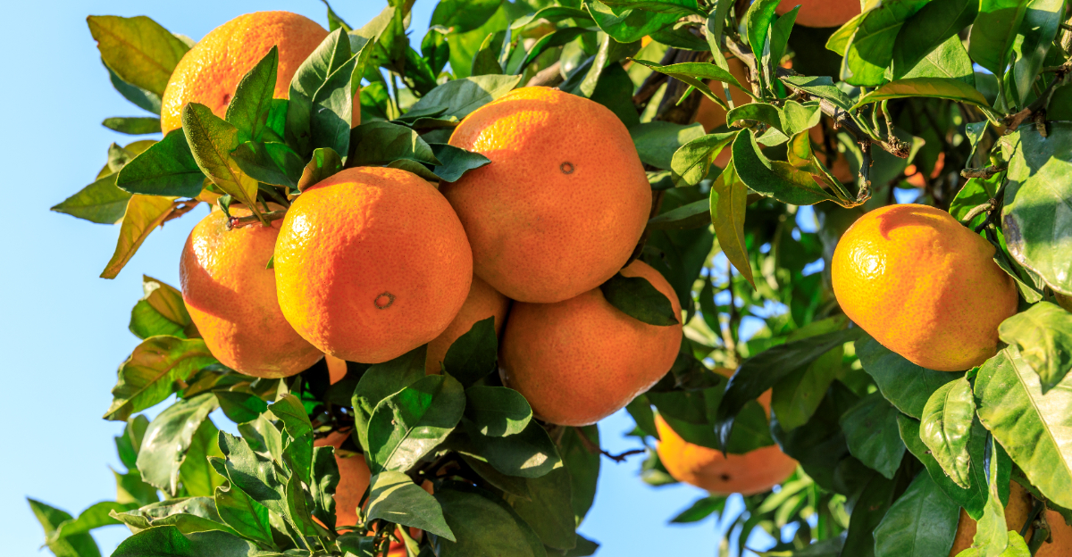 citrus tree (featured image)