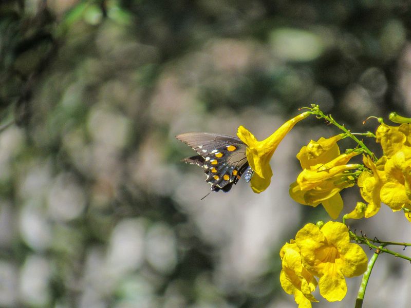 It Attracts Hummingbirds And Butterflies Right To Your Front Door