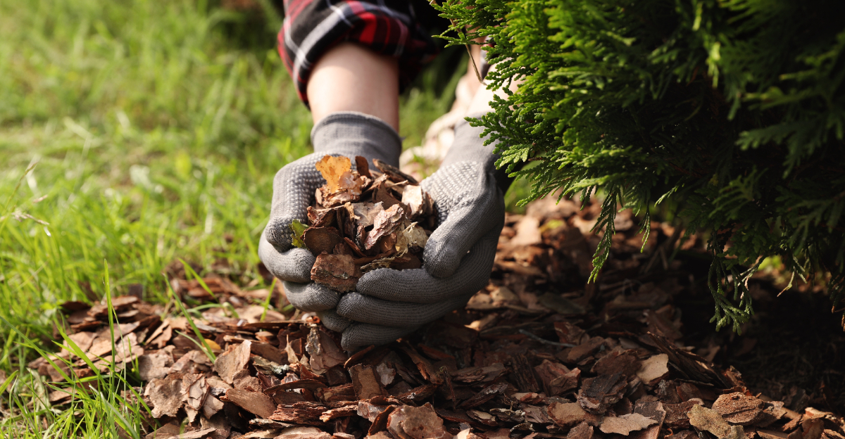mulch (featured image)