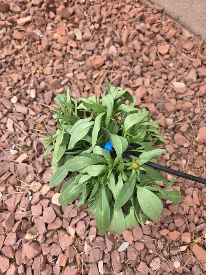 Poor Watering Is The Common Reason New Plants Struggle After Planting