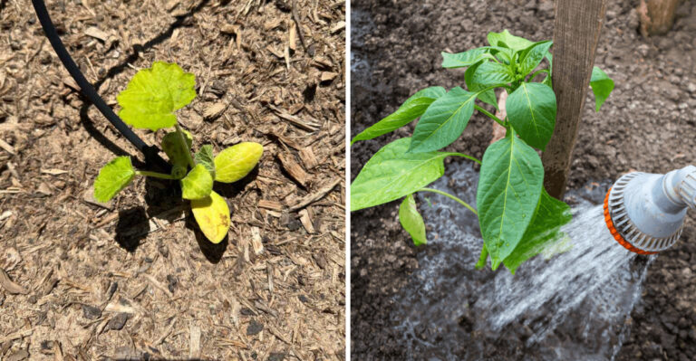 The Common Reason New Plants Struggle Right After Planting In Georgia