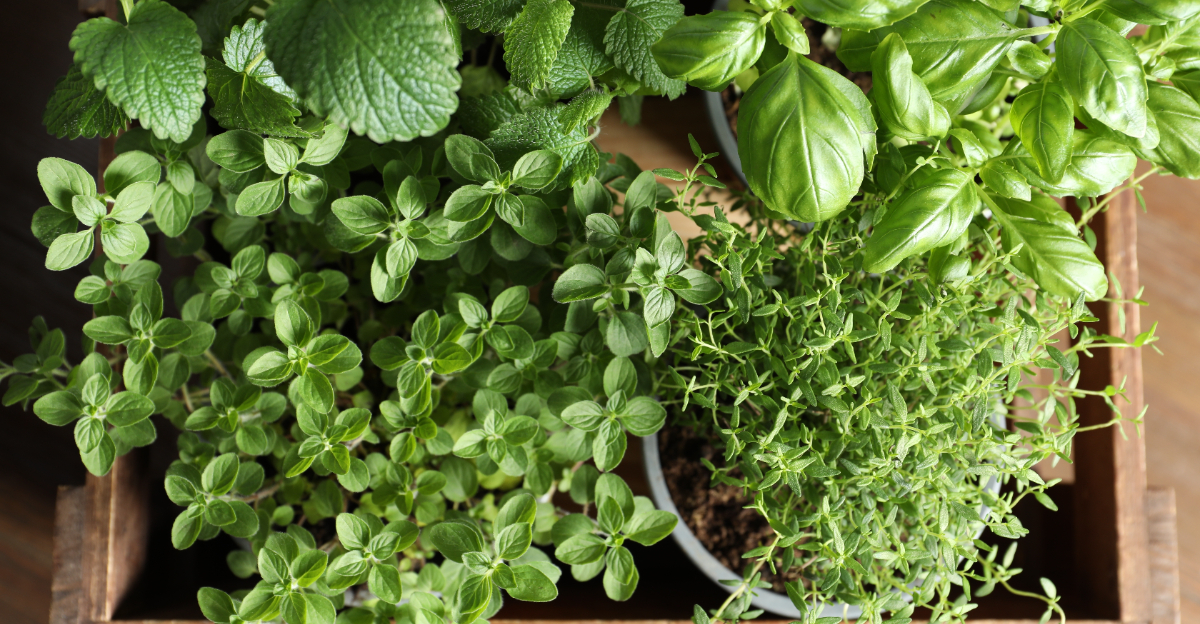 herbs (featured image)