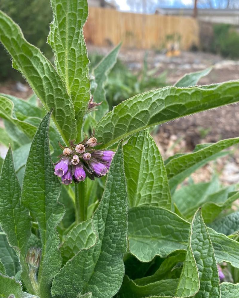 Comfrey Adds Nutrients And Supports Strong Fruit Growth