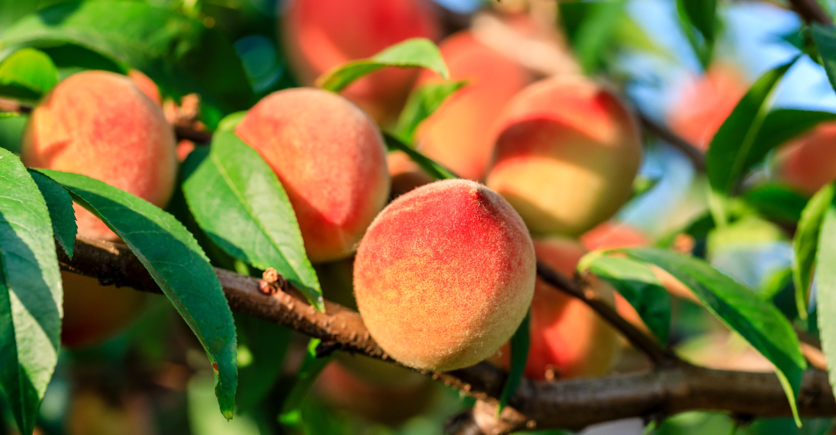 peach tree (featured image)