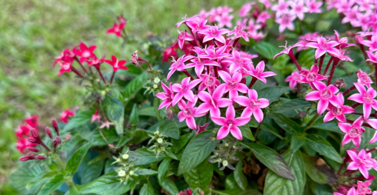 pentas