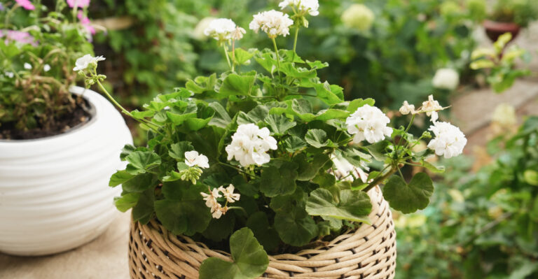 plant (featured image)