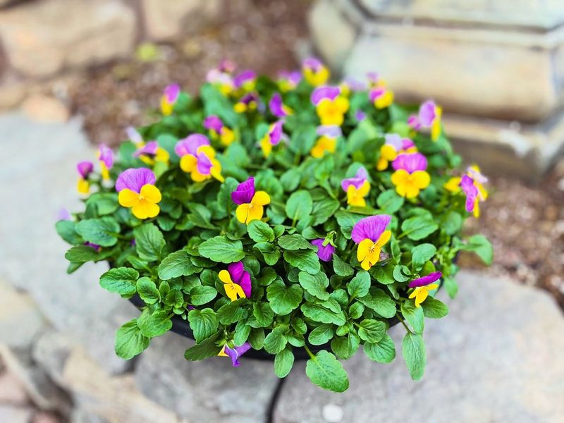 Pansies Hold Up Through Cold Nights And Warm Days