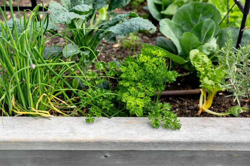 Parsley Handles Cool Spring Conditions With Ease