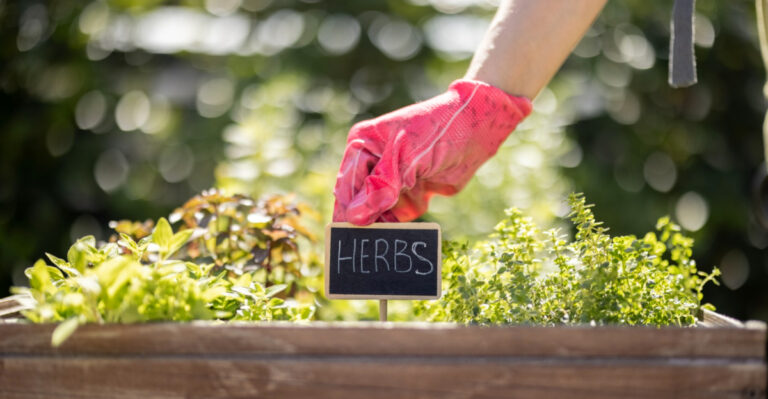 The Cool Weather Herbs Oregon Gardeners Can Still Tuck In This Month