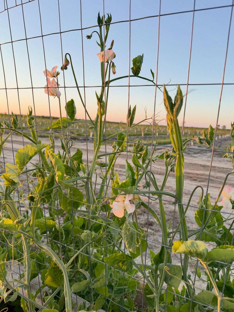 Southern Peas Built For Florida Heat And Tough Soil