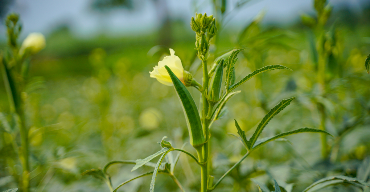 The Crops Florida Gardeners Rush To Plant Before Summer Heat