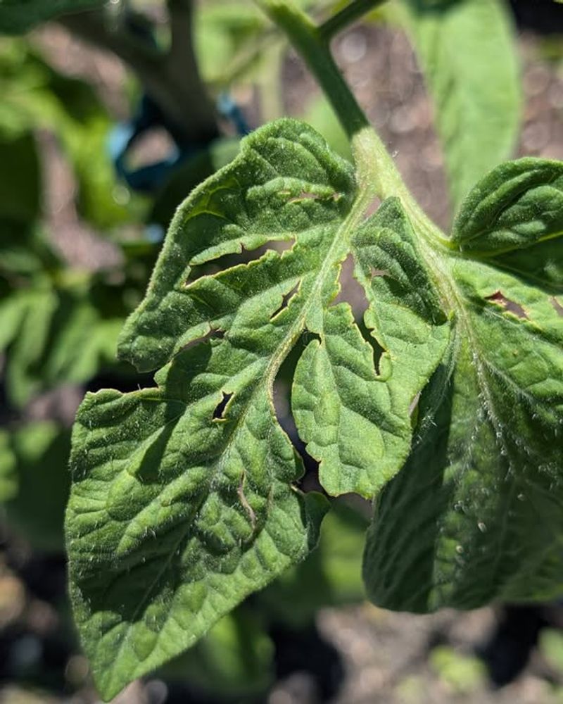 They Feed On Leaves, New Stems, And Sometimes Fruit