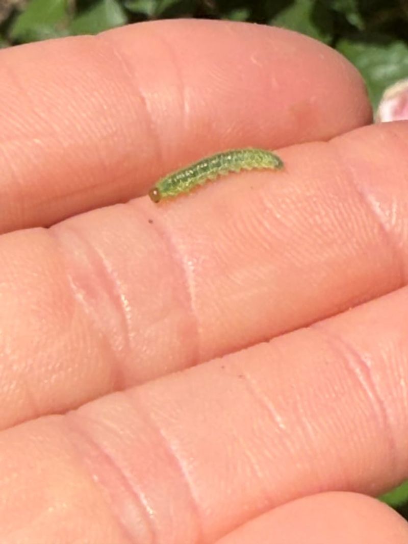 How To Identify Them Correctly