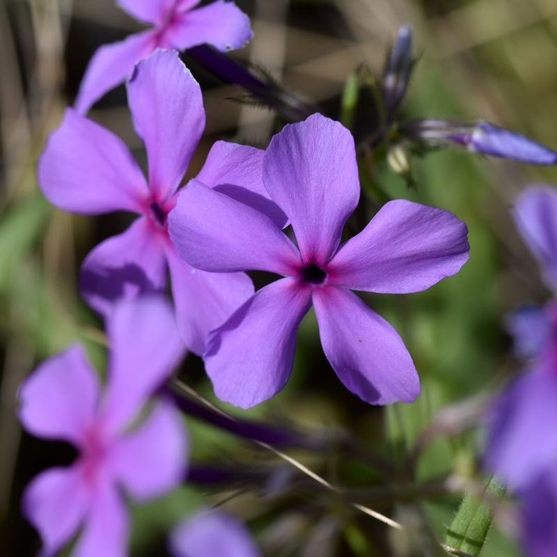 Woodland Phlox Is Native, Garden Phlox Is Also Native (Phlox Divaricata Vs Phlox Paniculata)