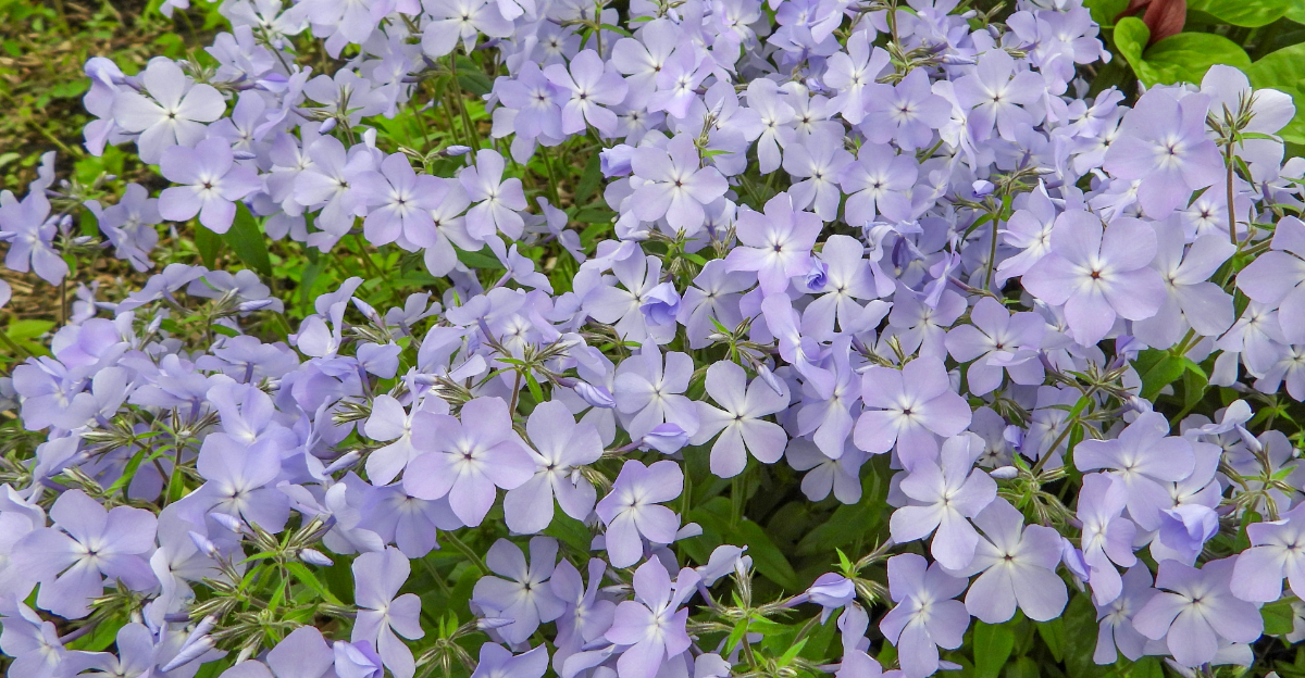 woodland phlox