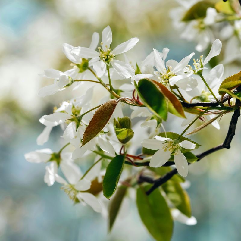 Serviceberry Brings Soft White Spring Blossoms