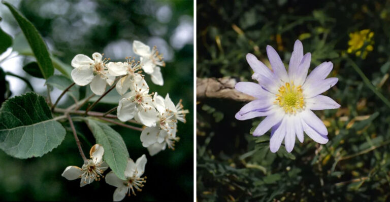 The Dreamy White Gardens Oregon Homeowners Can Pull Off In Spring